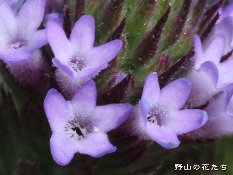ダキバアレチハナガサ－花３