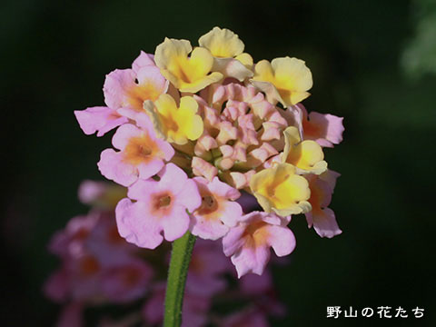シチヘンゲ－花