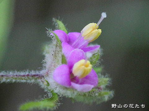 ヤブムラサキ－花