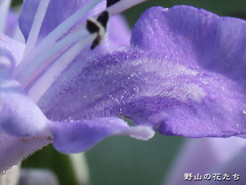 ハマゴウ－花４