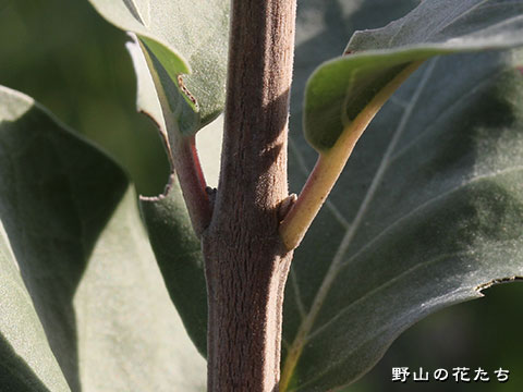 ハマゴウ－茎