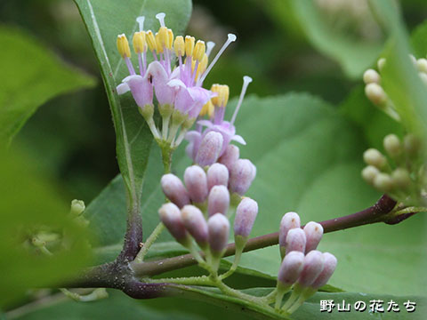 ムラサキシキブ－花