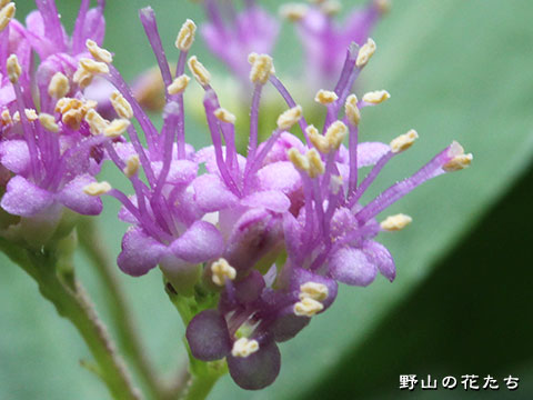 コムラサキ－花３