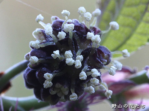 ヒメコウゾ－花２
