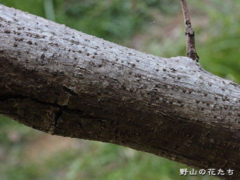 ヒメコウゾ－樹皮