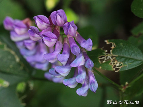 ヨツバハギ－花