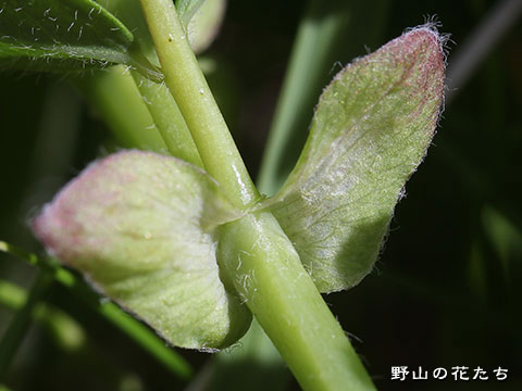 リシリオウギ－茎