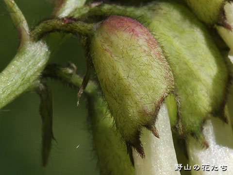 タイツリオウギ－萼