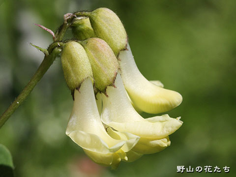 タイツリオウギ－花