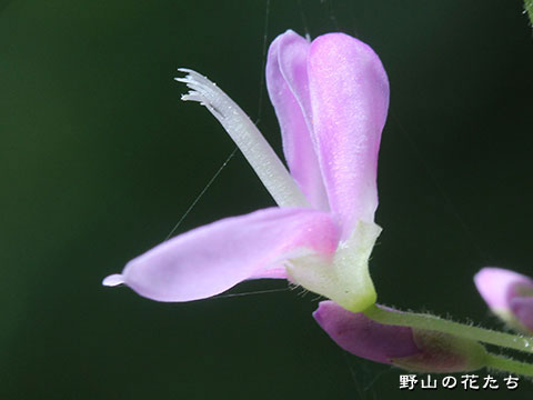 フジカンゾウ－花４