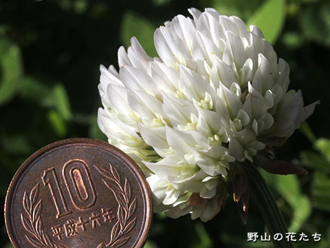 オオシロツメクサ－花
