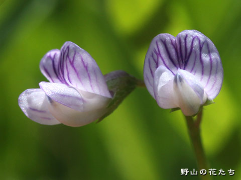 カスマグサ－花