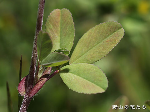 クスダマツメクサ－葉・茎