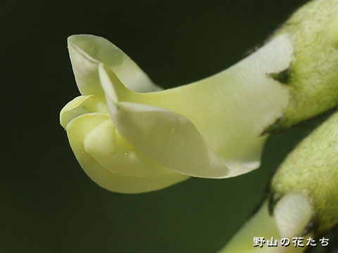 キバナオウギ－花２