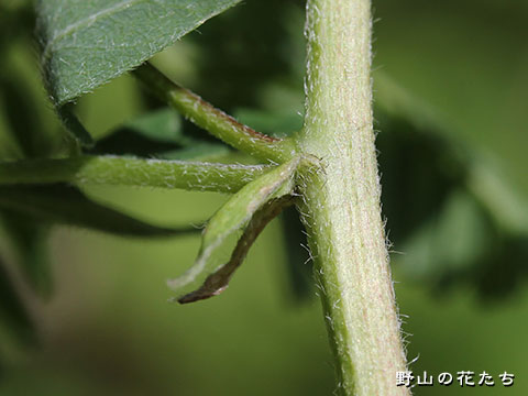 キバナオウギ－茎