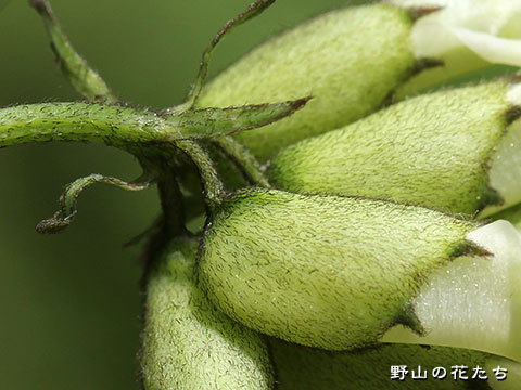 キバナオウギ－花３