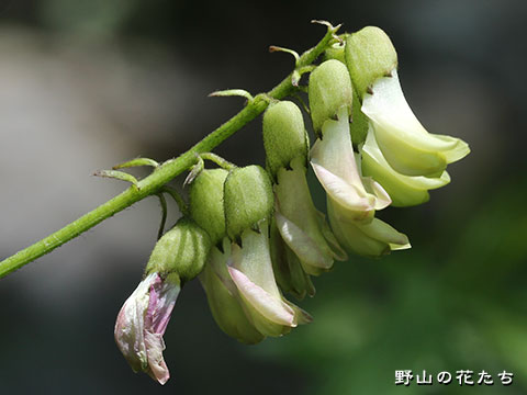 キバナオウギ－花