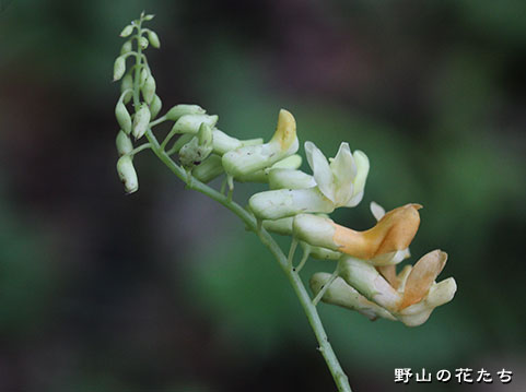 イタチササゲ－花