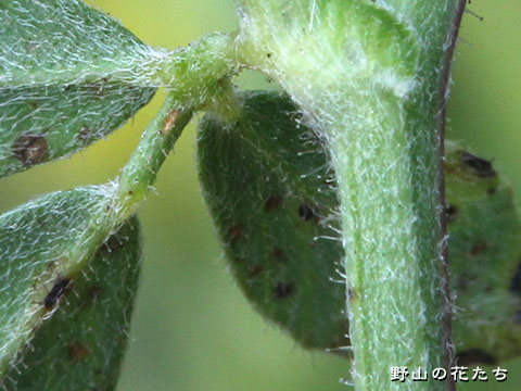 ネバリコメツブウマゴヤシ－茎・葉