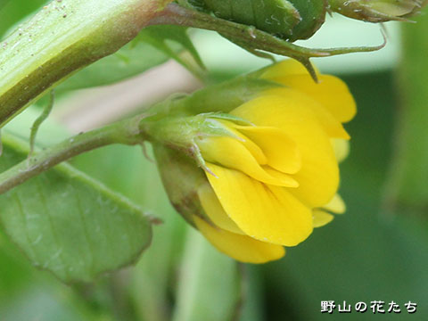 ウマゴヤシ－花