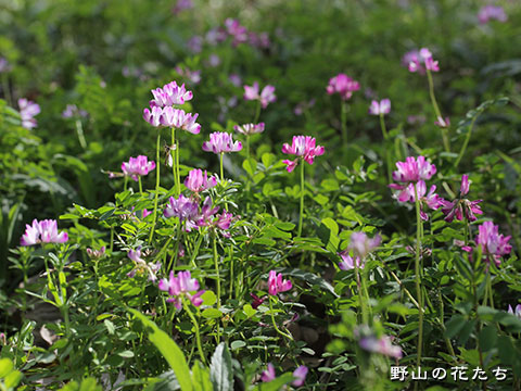 ゲンゲ 野山の花たち 東北と関東甲信越の花