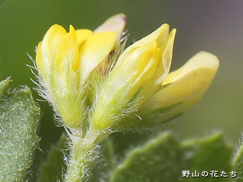コウマゴヤシ－花
