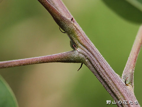 イタチハギ－茎