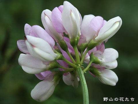 タマザキクサフジ－花２