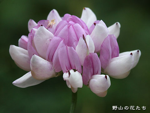 タマザキクサフジ－花