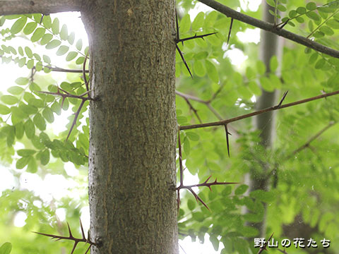 サイカチ－樹皮・刺