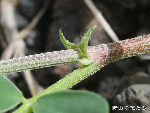 ムラサキモメンヅル－茎