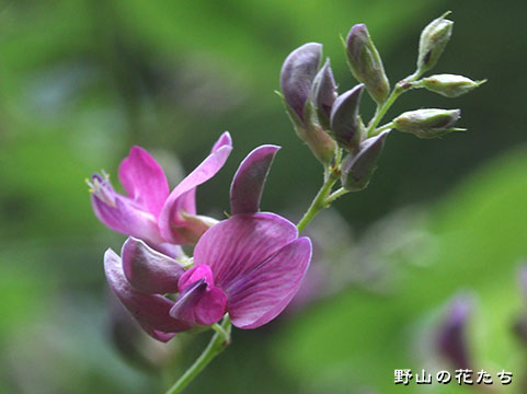 ヤマハギ－花