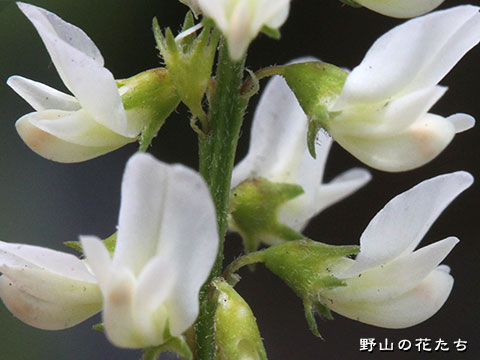 シロバナシナガワハギ－花２