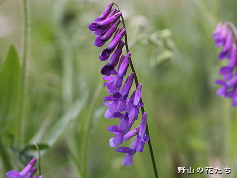ナヨクサフジ－花