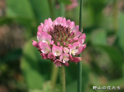 モモイロシロツメクサ－花