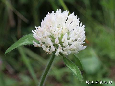 シロバナアカツメクサ－花
