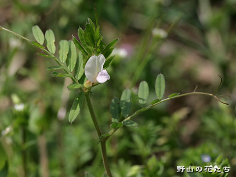 カラスノエンドウ－白花