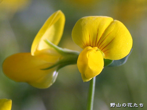 ミヤコグサ－花