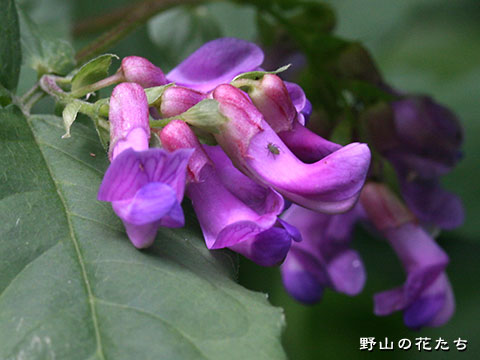ミヤマタニワタシ－花