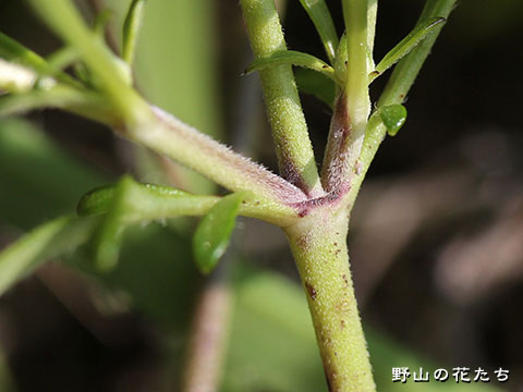 アシタカマツムシソウ－茎