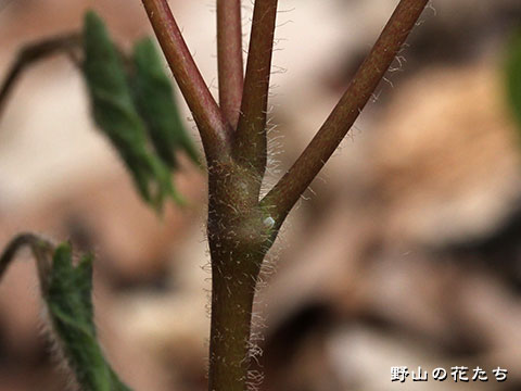 キバナイカリソウ－茎