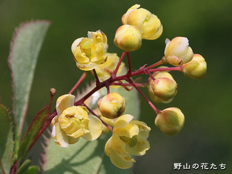 アカジクヘビノボラズ－花
