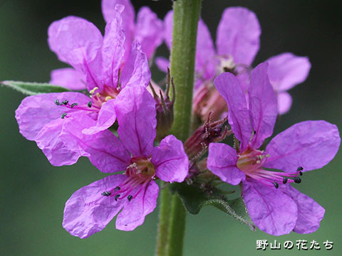 エゾミソハギ－花３
