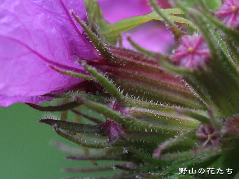 エゾミソハギ－花２
