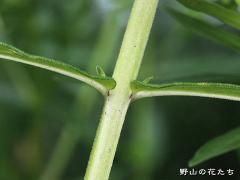 エゾミソハギ－茎