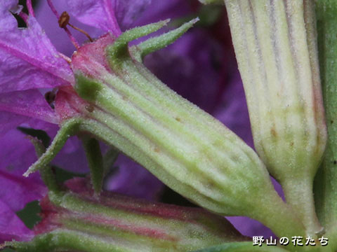 ミソハギ－花３