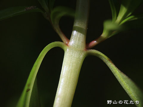アメリカキカシグサ－茎