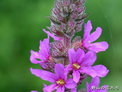 エゾミソハギ－花