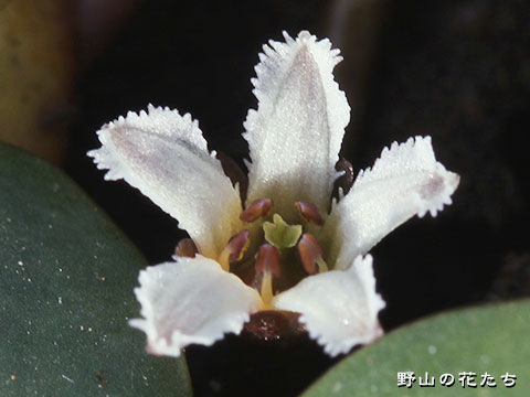 ヒメシロアサザ－花