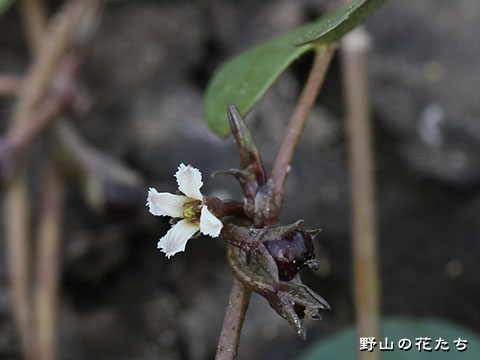 ヒメシロアサザ－花３